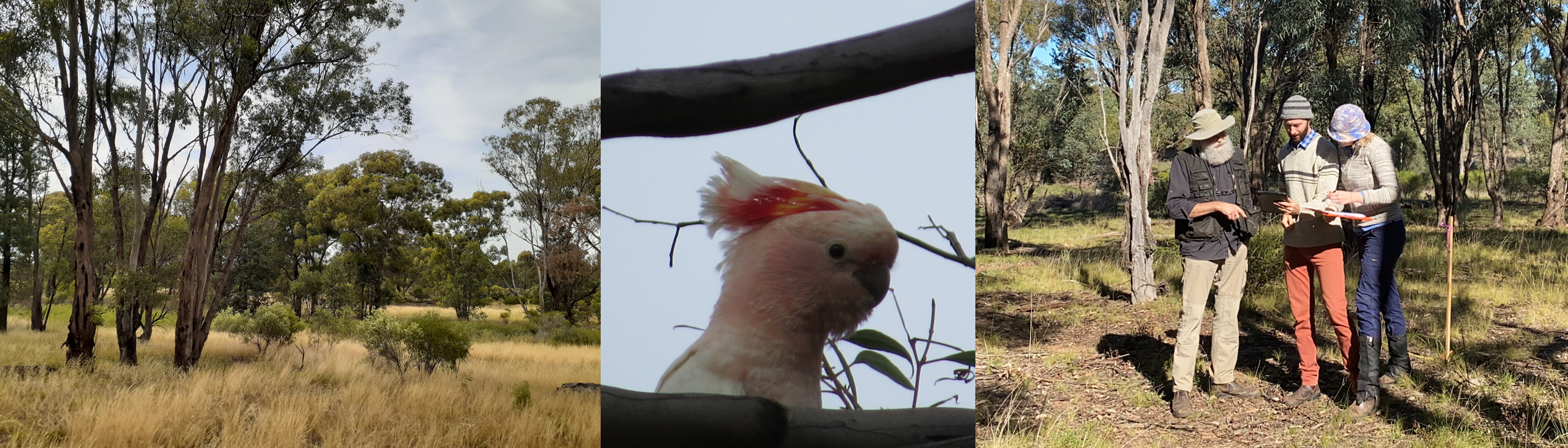 Photos of Mallee and open shrubland, Pink Cockatoo, 3 people collecting vegetation information in the field