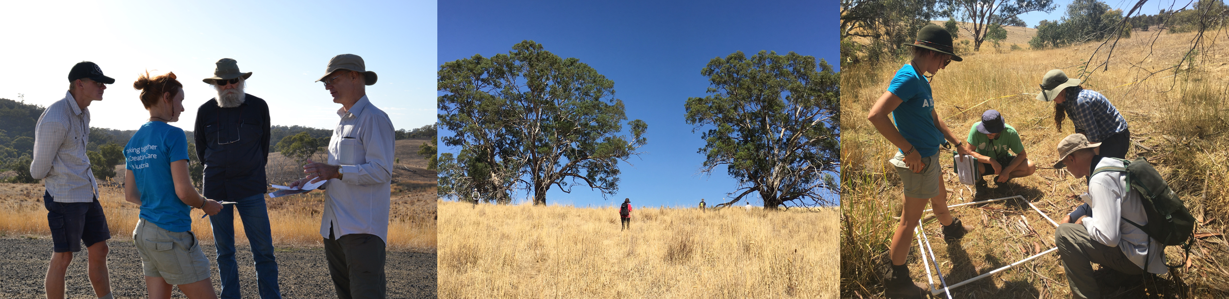 Photos of teams conducting field studies research on a property in Victoria