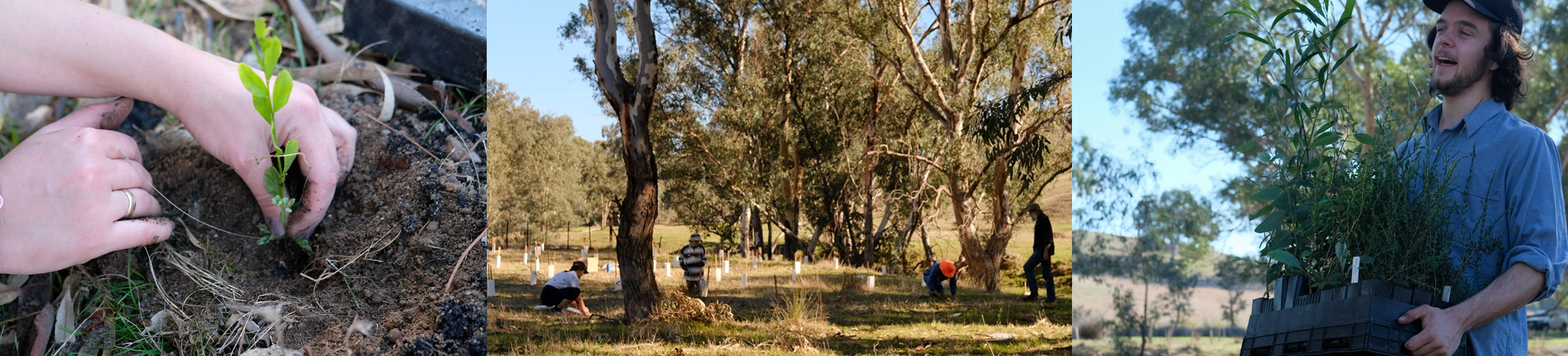 A close up photo of a tubestock being planted, planters planting next to large trees, a planter carrying a tray of native vegetation tubestock, on a property in Victoria