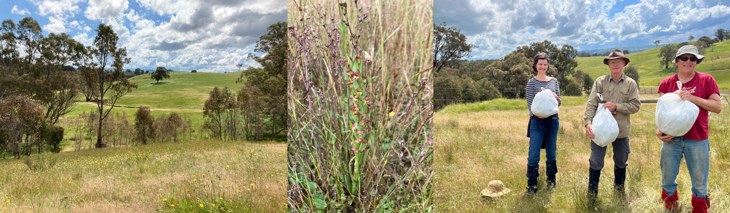 Bushland on a central Victorian property, a close up of South African Weed Orchid, three volunteers with a bag each of collected weeds.