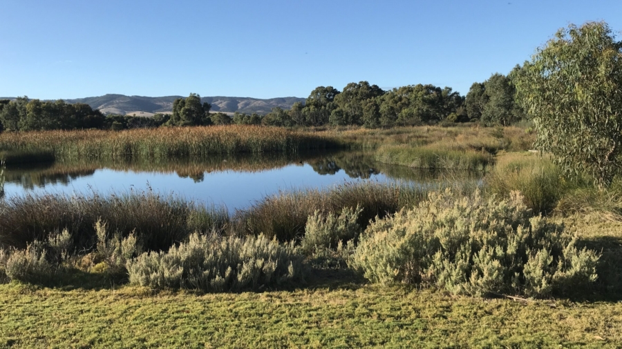 A panoramic photo of the wetlands at Hart Road