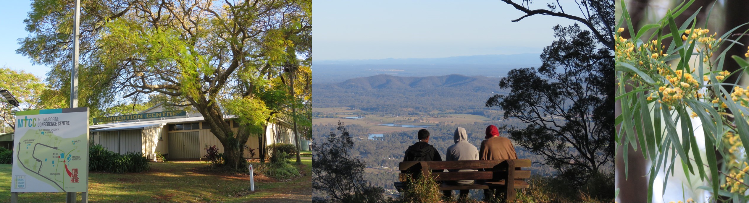 Photos of the auditorium at Mount Tamborine, the lookout over the Scenic Rim, and a flowering yellow Fabaceae sp.