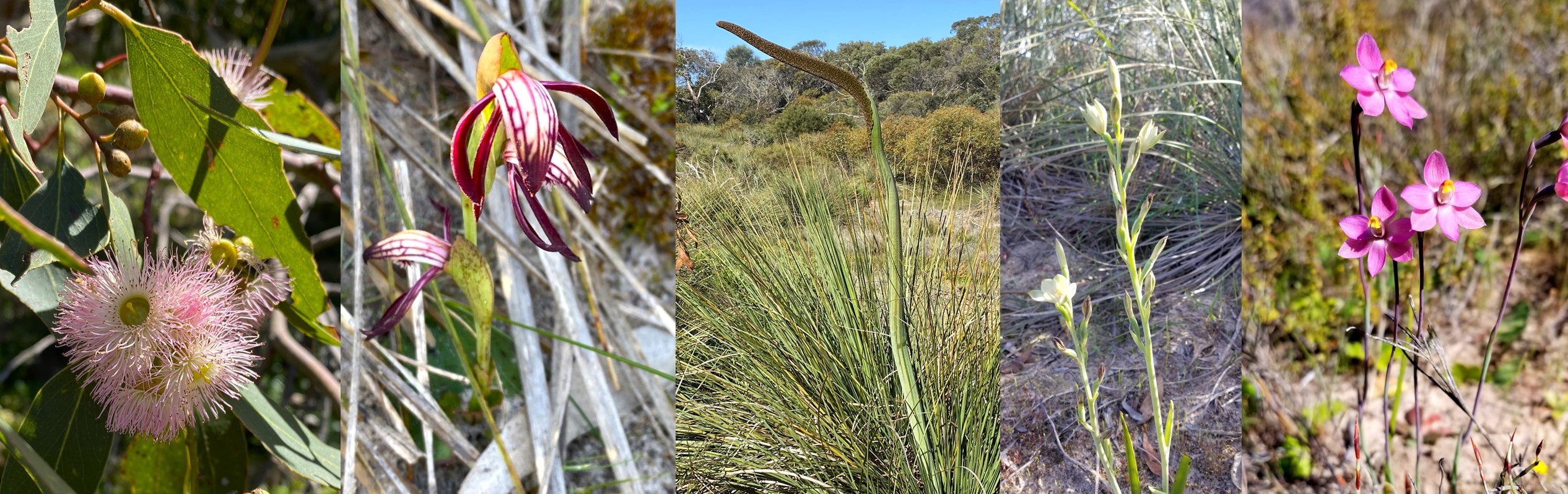 A pink flowering form of Eucalyptus leucoxylon ssp., Pyrorchis nigricans (Fire Orchid or Red beaks), Xanthorrhoea caespitosa (Sand-heath Grass-tree), Thelymitra epipactoides (Metallic Sun-Orchid), Thelymitra rubra (Salmon Sun-Orchid)