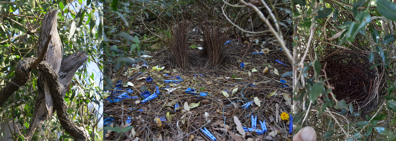 A pair of Tawny Frogmouths Podargus strigoides, a Bowerbird bower with blue plastic objects, a recently used Eastern Whipbird Psophodes olivaceus nest in a tall native shrub
