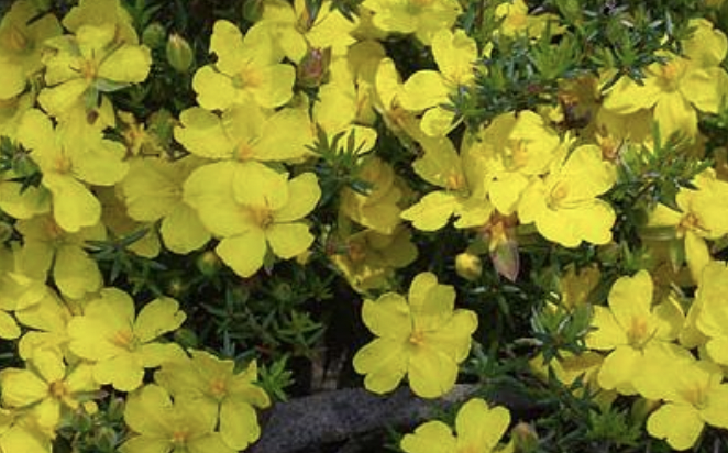 dainty yellow flowers type Pricky Guinea-flower, Hibbertia exutiacies
